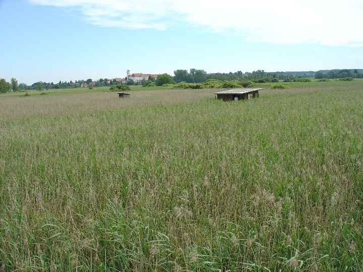 2008-06-22_Fuehrung_Federsee_07.jpg