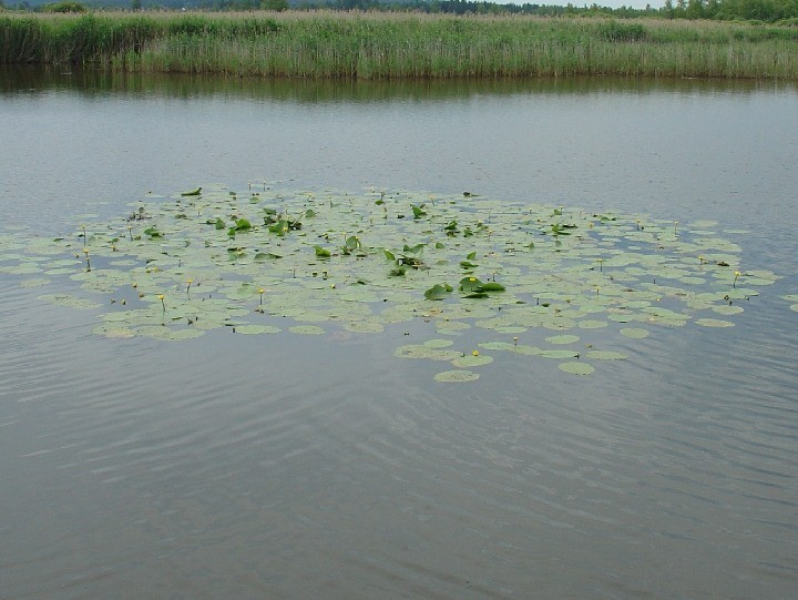 2008-06-22_Fuehrung_Federsee_09.jpg