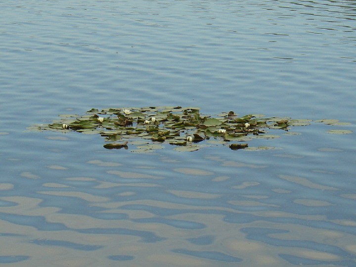 2008-06-22_Fuehrung_Federsee_10.jpg