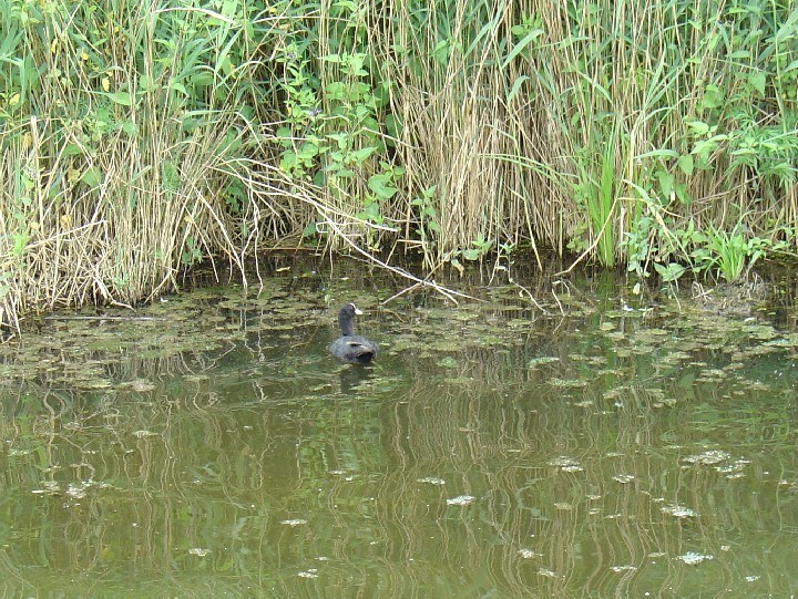 2008-06-22_Fuehrung_Federsee_11.jpg