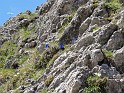 20140606_Kameradschaftsausflug_16_Enzian